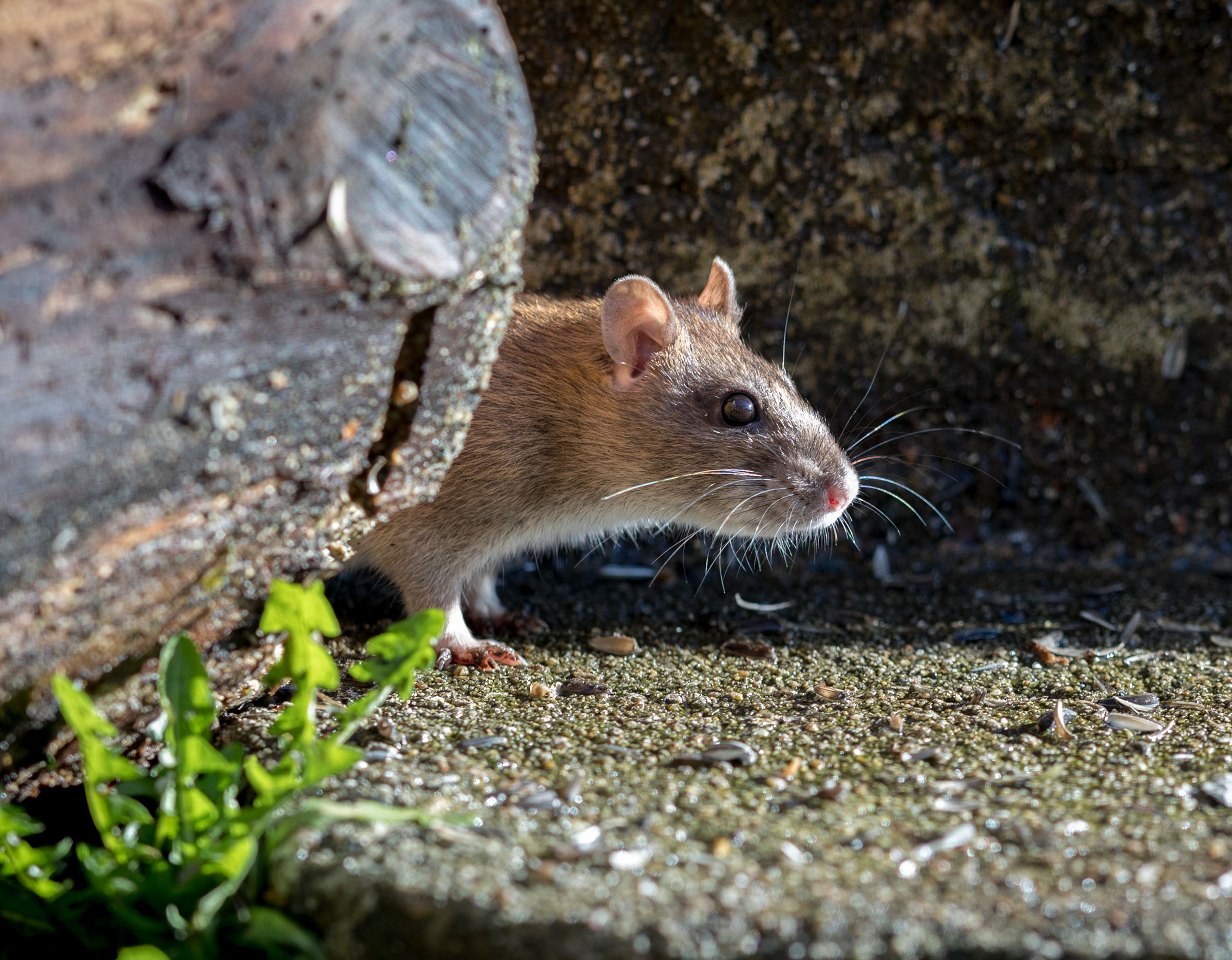 Rats persist as guests in Oak Park Wednesday Journal