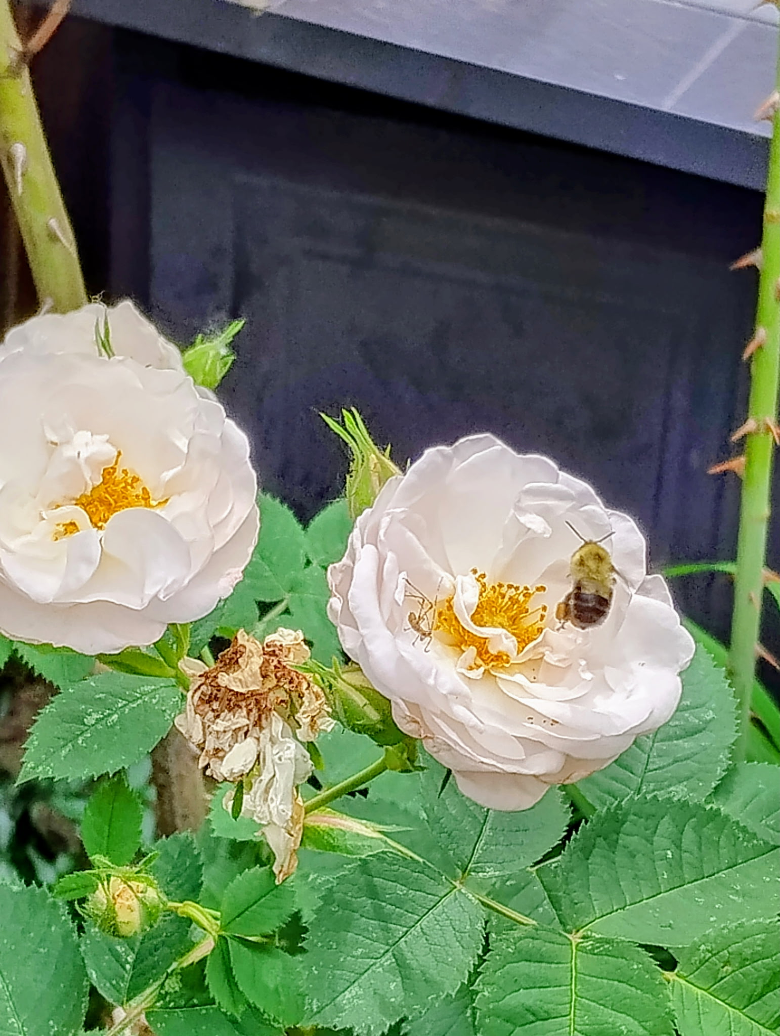 A bicentennial rosebush