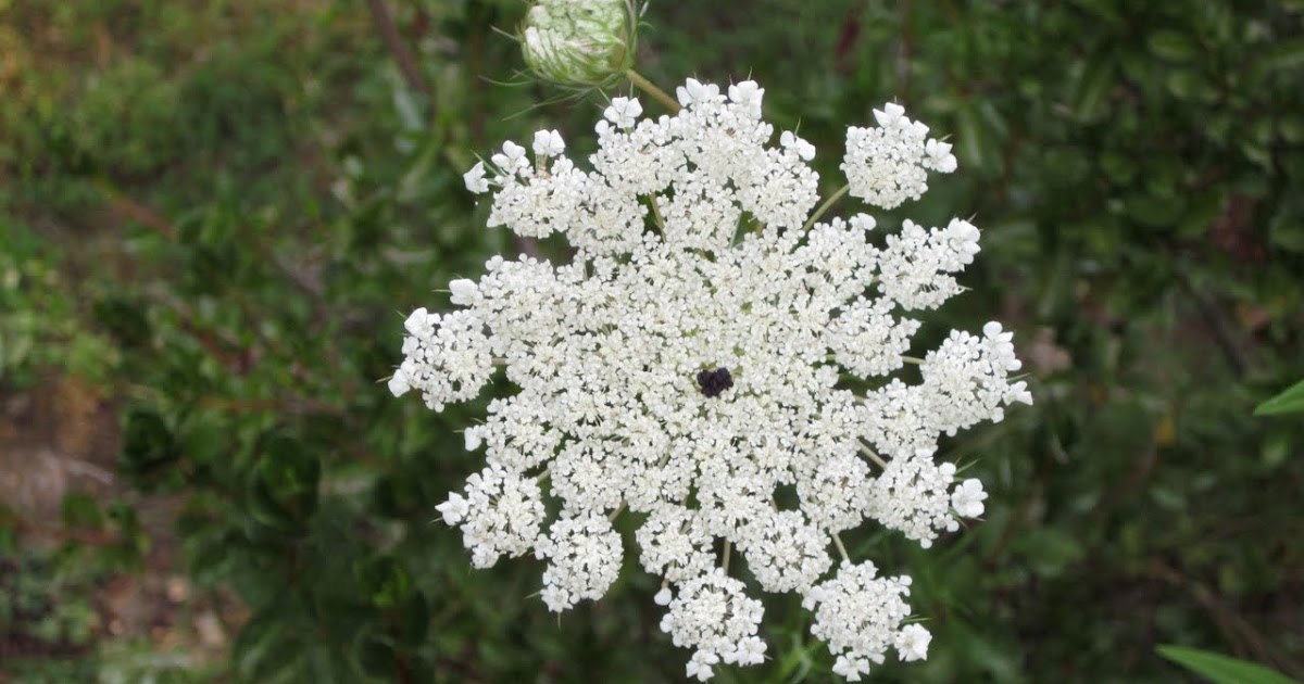 The balm of roadside wildflowers
